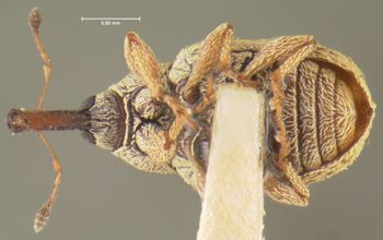 Media type: image;   Entomology 2055 Aspect: habitus ventral view